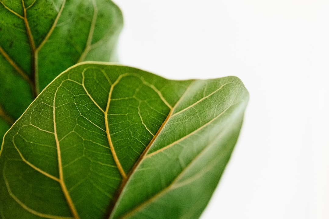 Photo Electric lettuce: cannabis Image: Marijuana plant