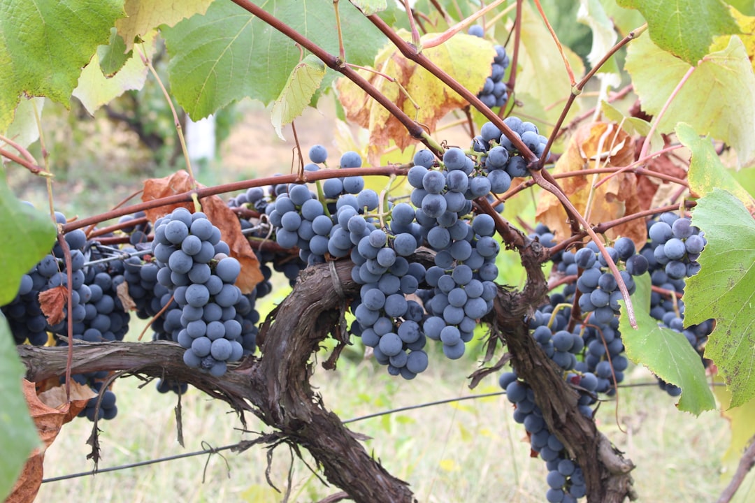 Photo Grapes, Vineyard